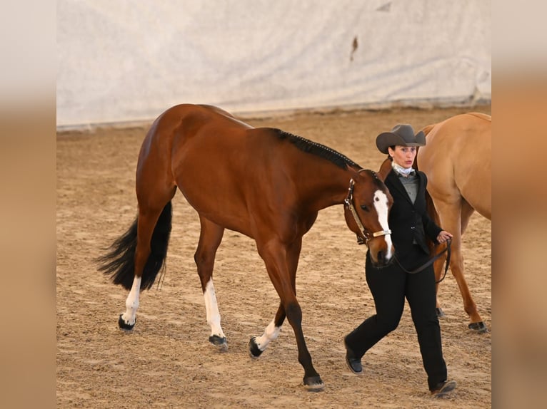 Paint Horse Giumenta 7 Anni 163 cm Baio in Losheim am See