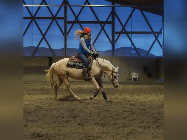 Paint Horse Giumenta 7 Anni Palomino in Deutschnofen