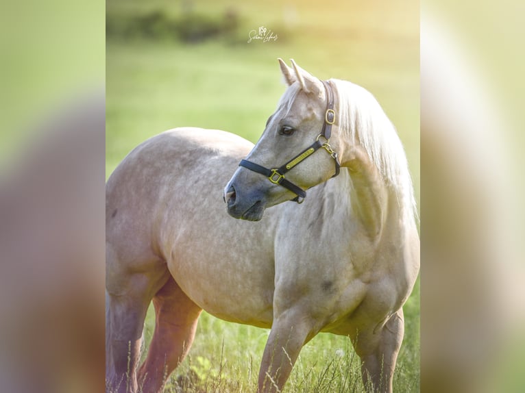 Paint Horse Giumenta 7 Anni Palomino in Deutschnofen