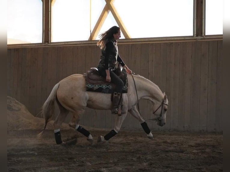 Paint Horse Giumenta 7 Anni Palomino in Deutschnofen