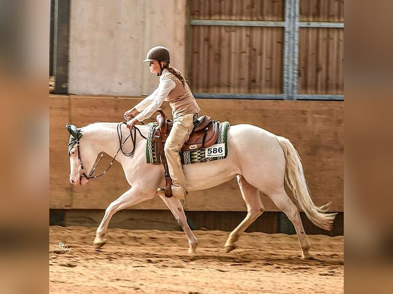 Paint Horse Giumenta 7 Anni Tovero-tutti i colori in Missen-Wilhams