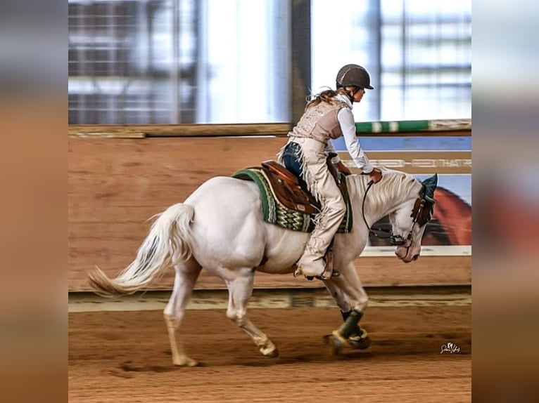 Paint Horse Giumenta 7 Anni Tovero-tutti i colori in Missen-Wilhams