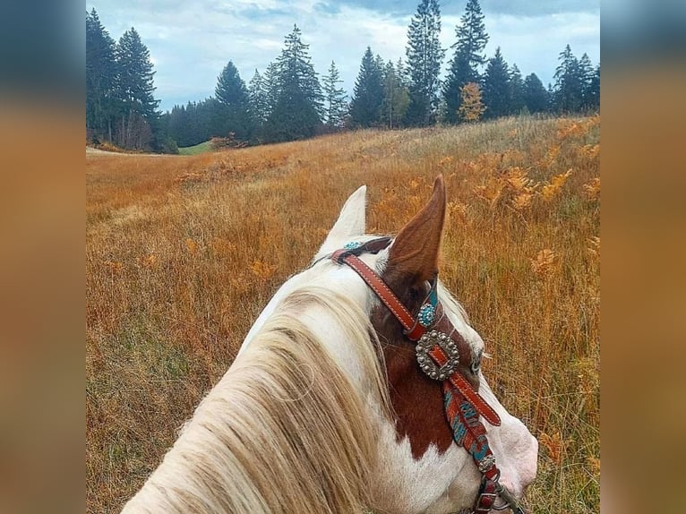 Paint Horse Giumenta 7 Anni Tovero-tutti i colori in Missen-Wilhams