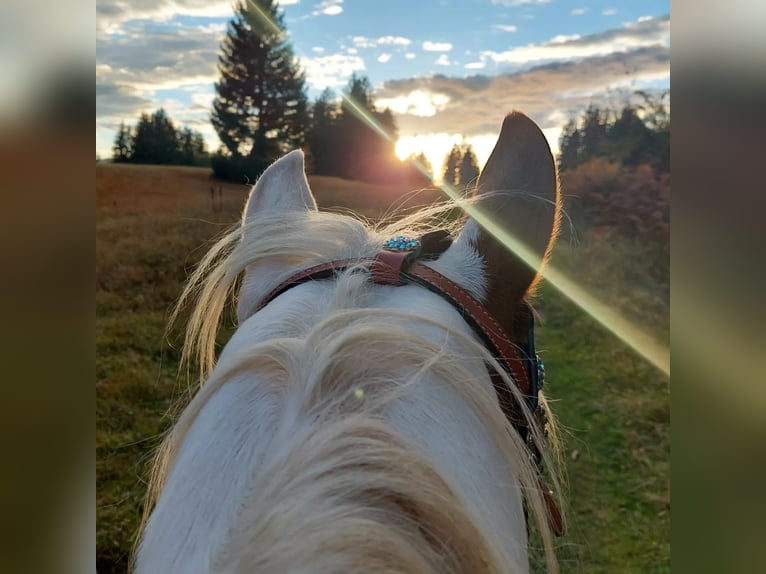 Paint Horse Giumenta 7 Anni Tovero-tutti i colori in Missen-Wilhams