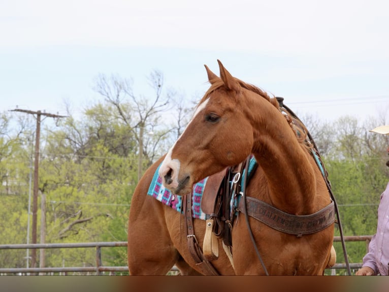 Paint Horse Giumenta 8 Anni 145 cm Tobiano-tutti i colori in Weatherford TX