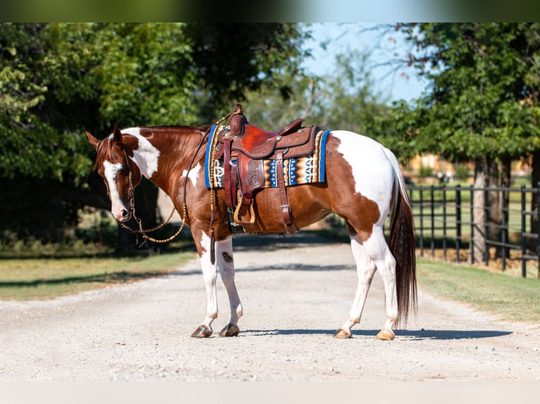 Paint Horse Giumenta 8 Anni 147 cm in Argyle, TX