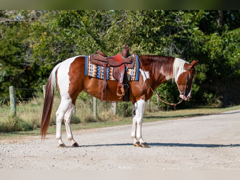 Paint Horse Giumenta 8 Anni 147 cm in Argyle, TX