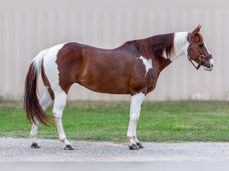 Paint Horse Giumenta 8 Anni 147 cm Sauro ciliegia in Argyle, TX