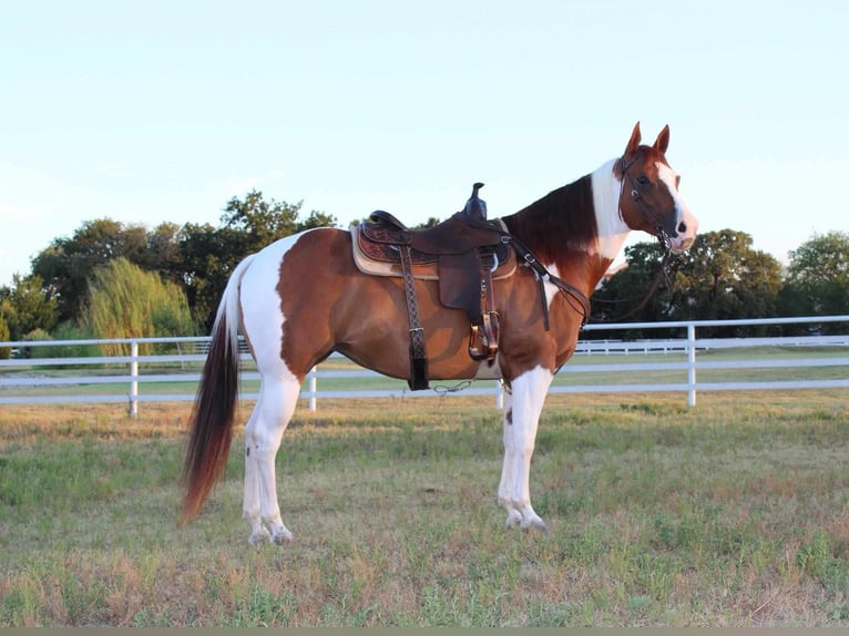 Paint Horse Giumenta 8 Anni 147 cm Sauro ciliegia in Argyle, TX