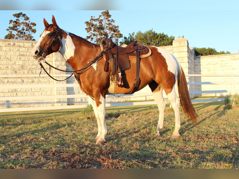 Paint Horse Giumenta 8 Anni 147 cm Sauro ciliegia in Argyle, TX