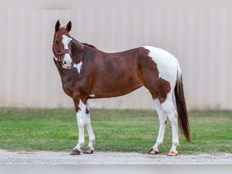 Paint Horse Giumenta 8 Anni 147 cm Sauro ciliegia in Argyle, TX