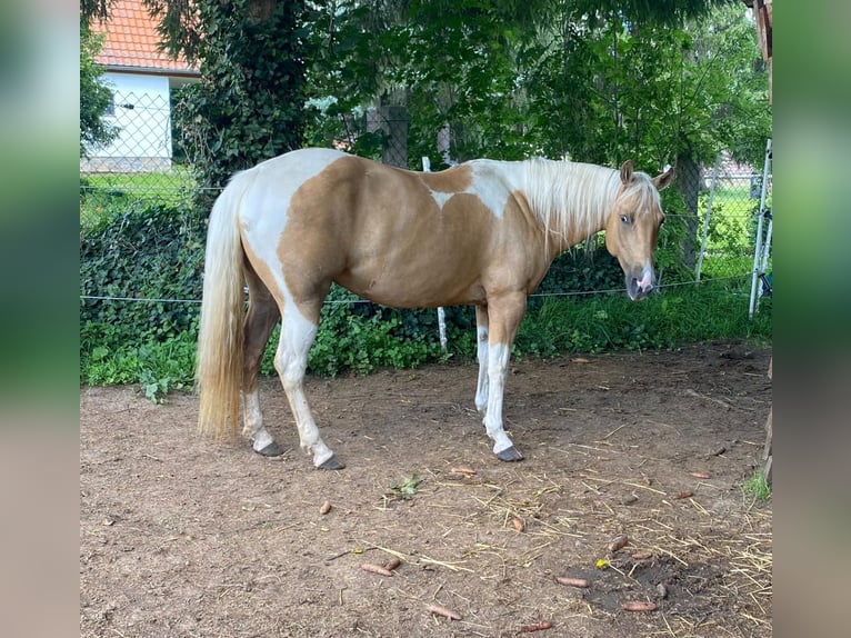 Paint Horse Giumenta 8 Anni 148 cm Pezzato in Ossmannstedt