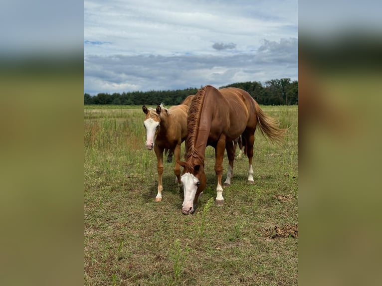 Paint Horse Giumenta 8 Anni 149 cm Sauro in Büttelborn