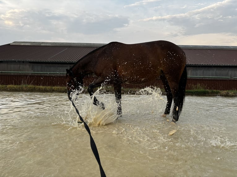 Paint Horse Mix Giumenta 8 Anni 151 cm Baio in Hahausen