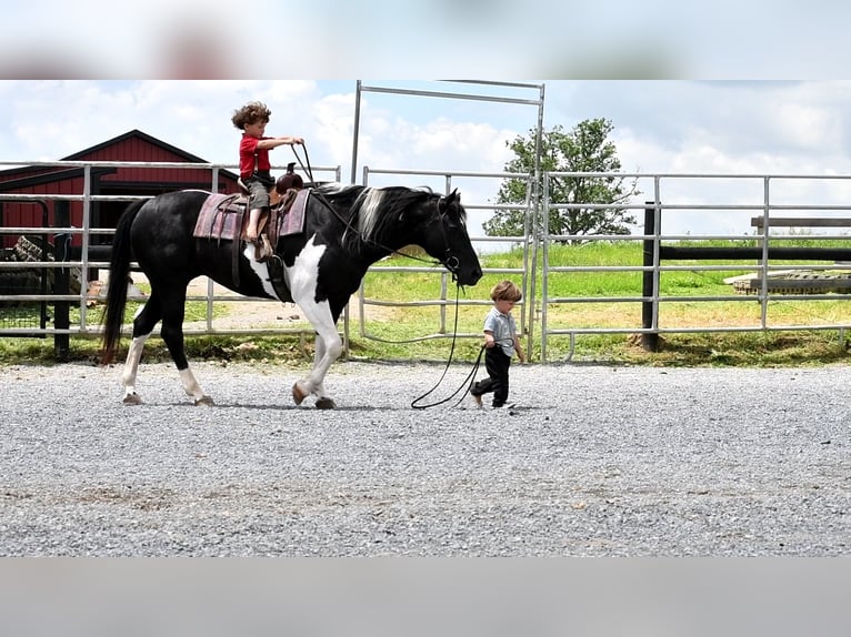 Paint Horse Mix Giumenta 8 Anni 152 cm Morello in Rebersburg