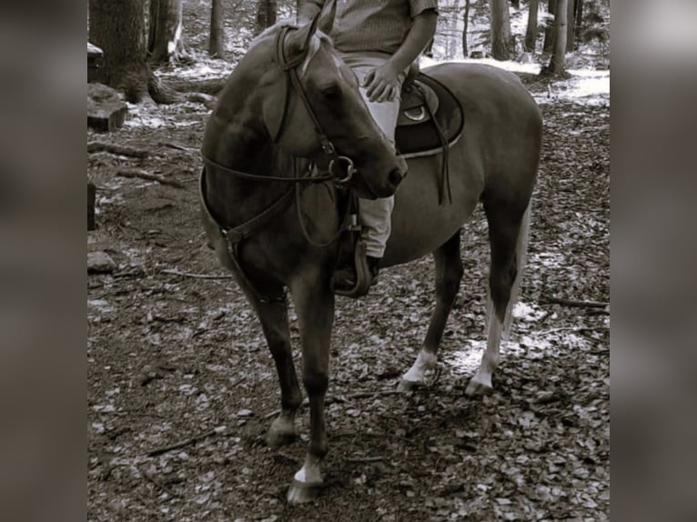 Paint Horse Giumenta 8 Anni 155 cm Palomino in Mespelbrunn