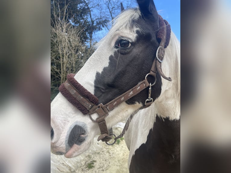 Paint Horse Mix Giumenta 8 Anni 160 cm Pezzato in KierspeKierspe