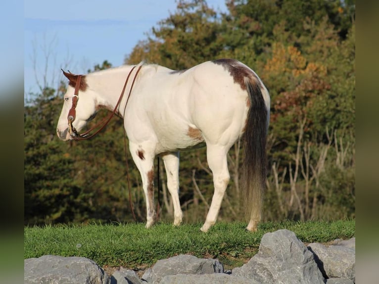 Paint Horse Giumenta 9 Anni 152 cm Overo-tutti i colori in Rebersburg