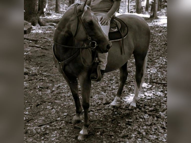 Paint Horse Giumenta 9 Anni 155 cm Palomino in Mespelbrunn