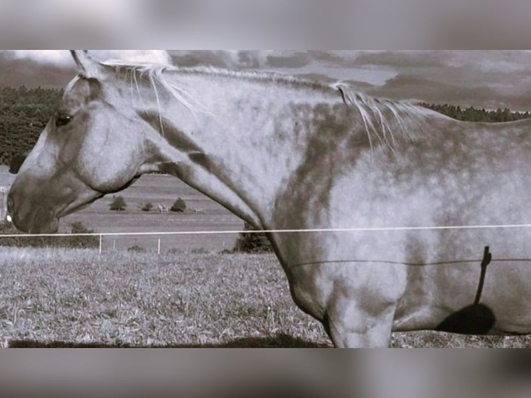 Paint Horse Giumenta 9 Anni 155 cm Palomino in Mespelbrunn