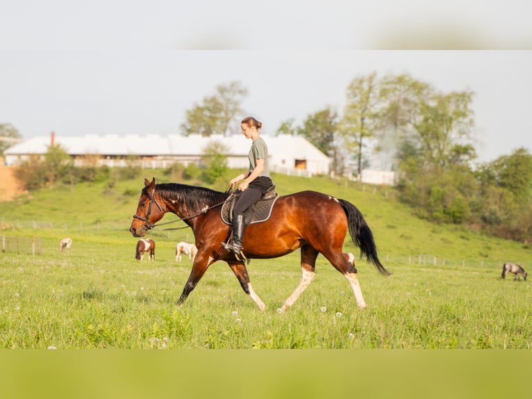 Paint Horse Giumenta 9 Anni 155 cm Pezzato in Dundee