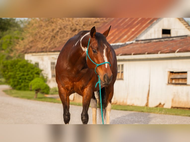 Paint Horse Giumenta 9 Anni 155 cm Pezzato in Dundee