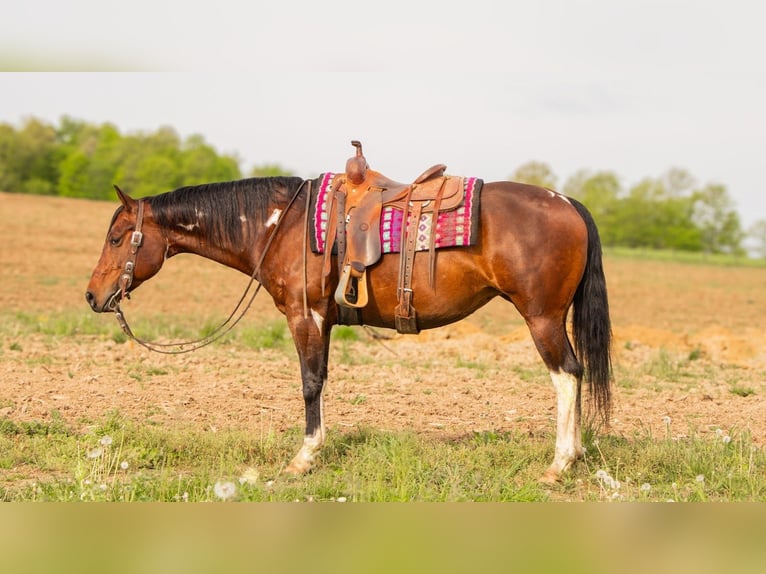 Paint Horse Giumenta 9 Anni 155 cm Pezzato in Dundee