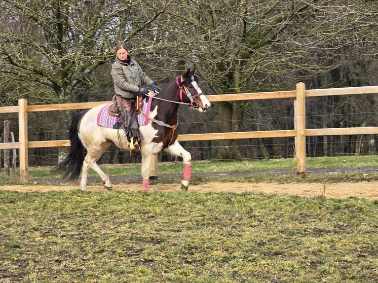 Paint Horse Giumenta 9 Anni 158 cm Pezzato in Linkenbach