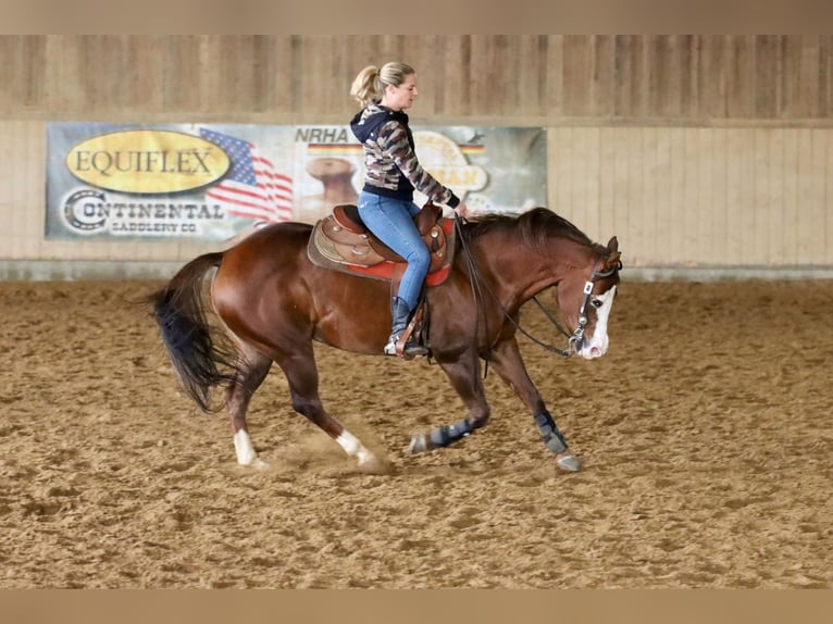 Paint Horse Giumenta 9 Anni 160 cm in Mössingen