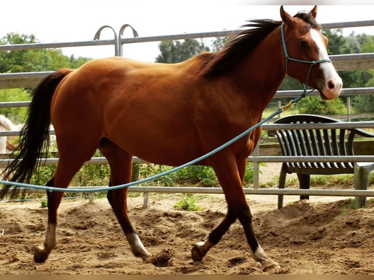 Paint Horse Giumenta 9 Anni Baio in Zülpich