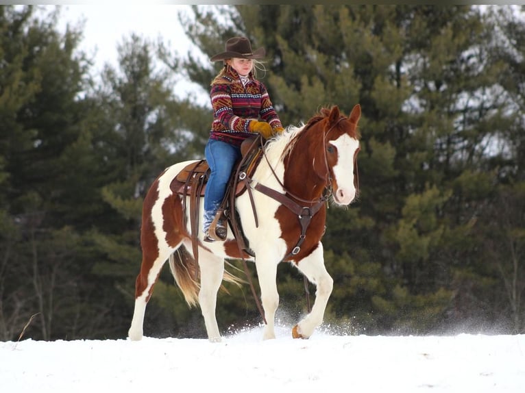 Paint Horse Giumenta 9 Anni in Cook Forest, PA