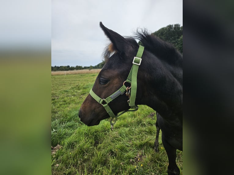 Paint Horse Giumenta Puledri (04/2024) 125 cm Baio nero in Niepars