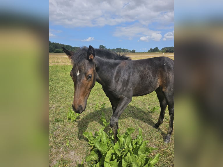 Paint Horse Giumenta Puledri (04/2024) 125 cm Baio nero in Niepars