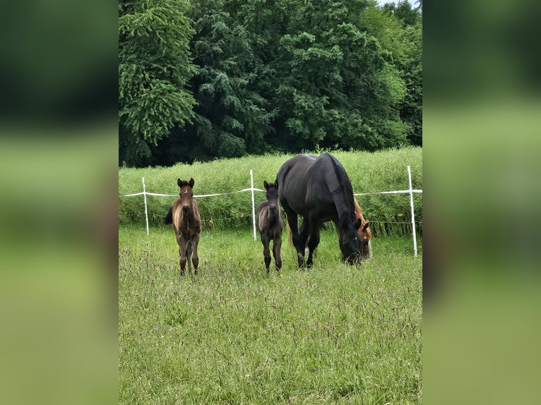 Paint Horse Giumenta Puledri (04/2024) 125 cm Baio nero in Niepars