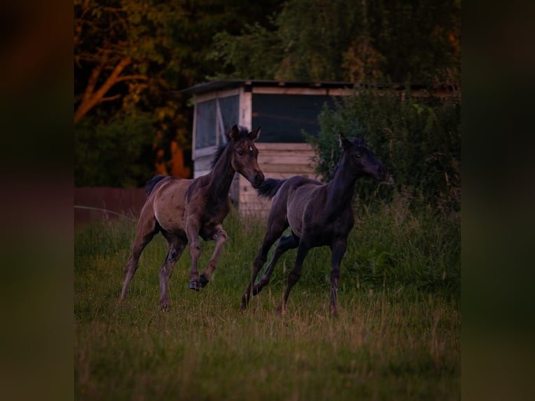 Paint Horse Giumenta Puledri (04/2024) 125 cm Baio nero in Niepars