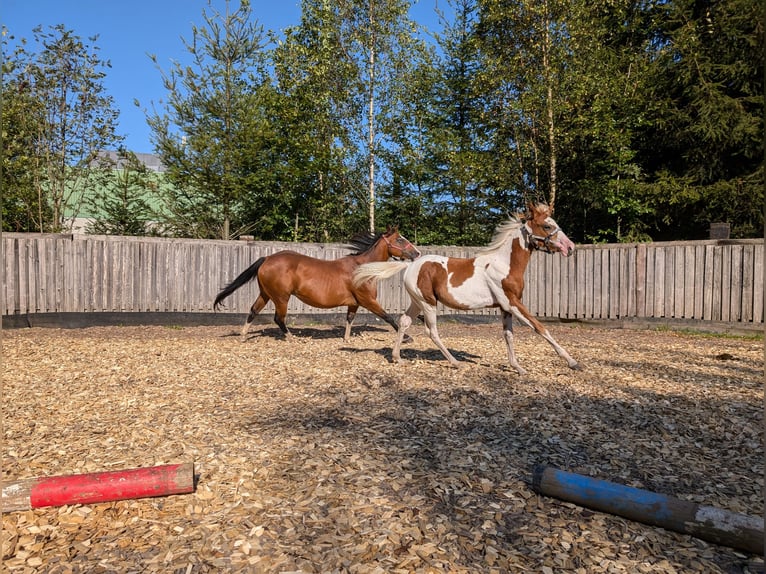 Paint Horse Giumenta  130 cm in Neuhaus am Rennweg