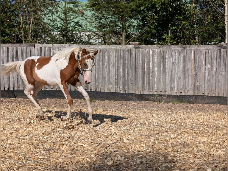 Paint Horse Giumenta  130 cm in Neuhaus am Rennweg