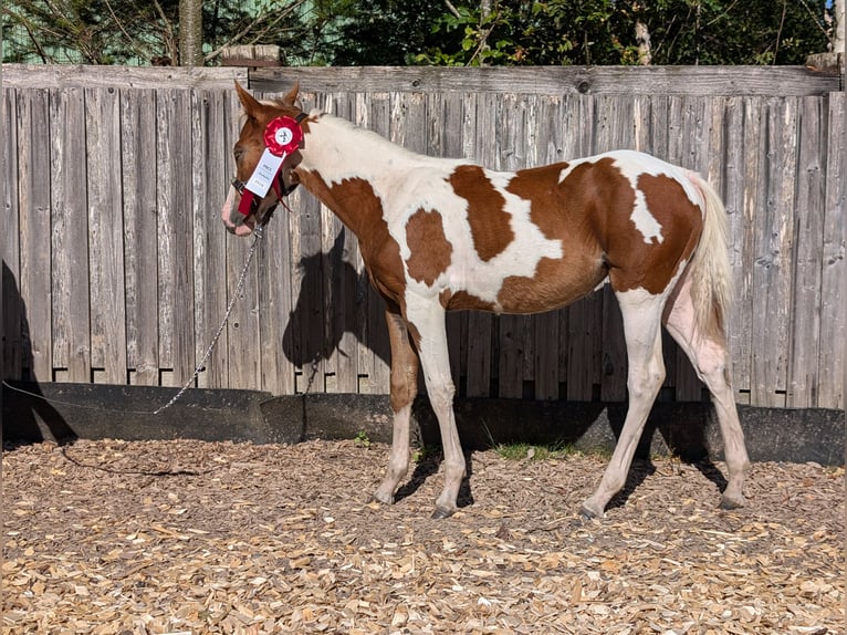 Paint Horse Giumenta  130 cm in Neuhaus am Rennweg