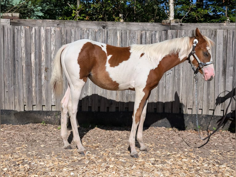 Paint Horse Giumenta  130 cm in Neuhaus am Rennweg