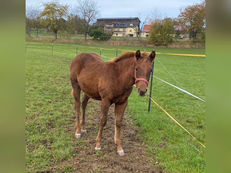 Paint Horse Giumenta Puledri (04/2024) 147 cm Sauro scuro in Erbendorf