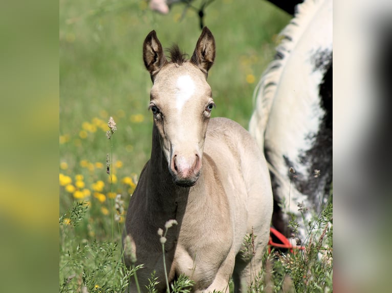 Paint Horse Giumenta Puledri
 (05/2024) 150 cm Champagne in Bautzen