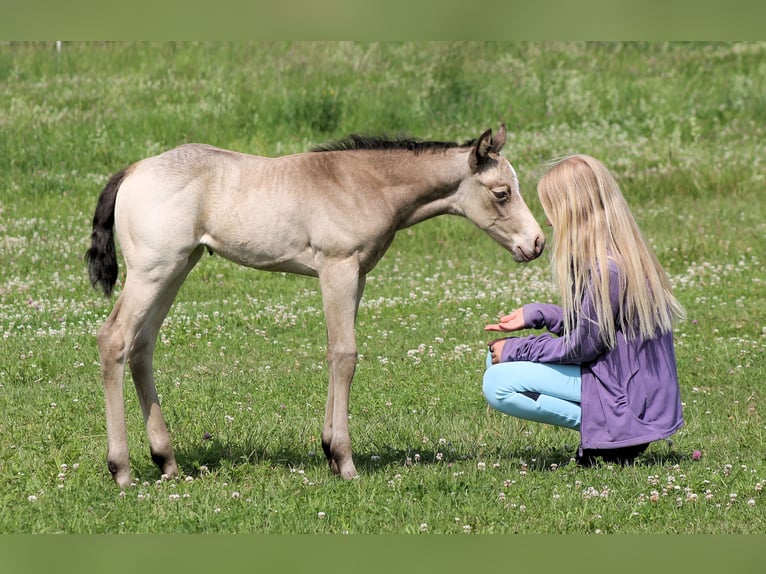 Paint Horse Giumenta Puledri
 (05/2024) 150 cm Champagne in Bautzen