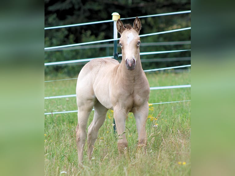 Paint Horse Giumenta Puledri
 (05/2024) 150 cm Champagne in Bautzen