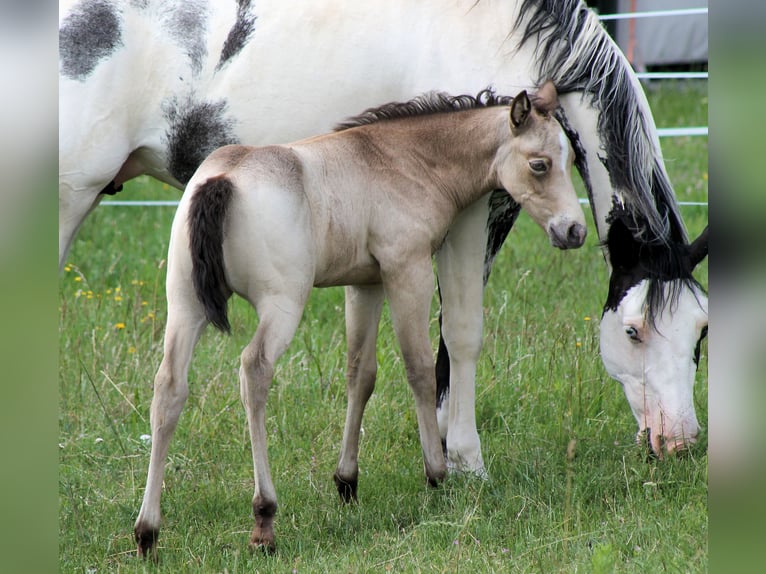 Paint Horse Giumenta Puledri
 (05/2024) 150 cm Champagne in Bautzen