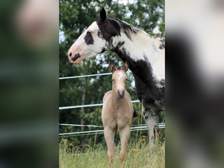 Paint Horse Giumenta Puledri
 (05/2024) 150 cm Champagne in Bautzen