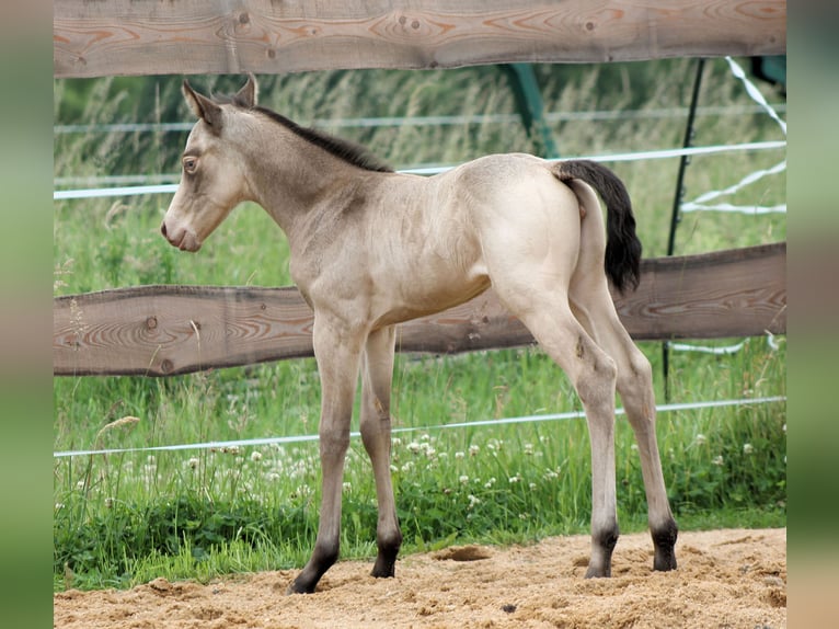 Paint Horse Giumenta Puledri
 (05/2024) 150 cm Champagne in Bautzen