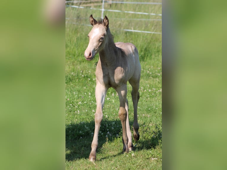 Paint Horse Giumenta Puledri
 (05/2024) 150 cm Champagne in Bautzen