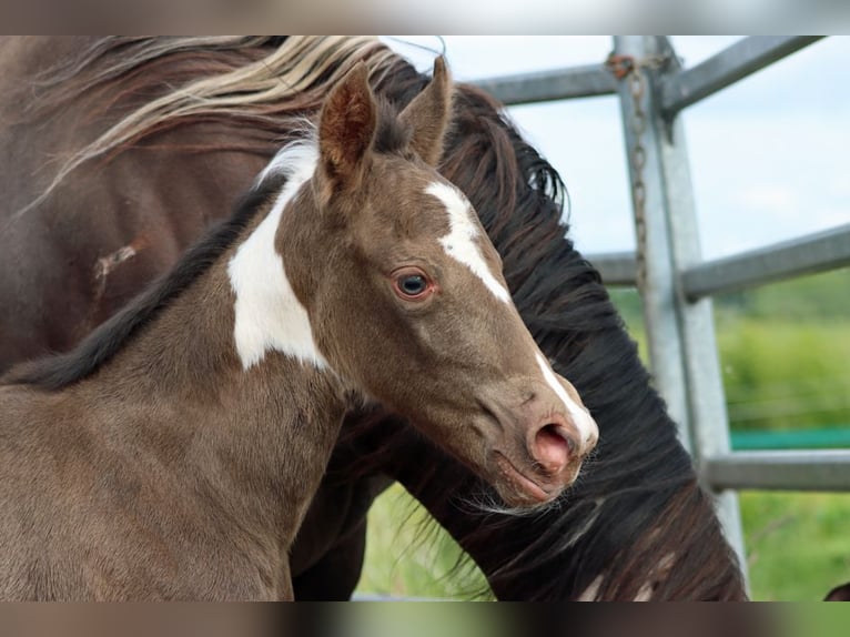 Paint Horse Giumenta Puledri (05/2025) 150 cm Champagne in Hellenthal