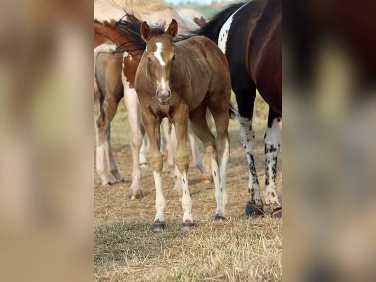 Paint Horse Giumenta Puledri (05/2025) 150 cm Champagne in Hellenthal