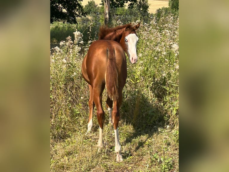 Paint Horse Giumenta Puledri
 (03/2024) 150 cm Overo-tutti i colori in Steinebrunn